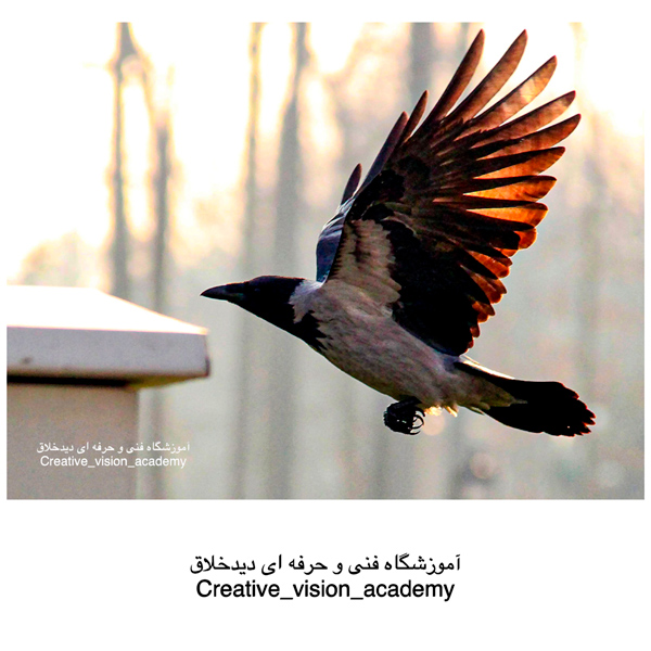 عکس فریز عکاسی سرعت تکنیک سرعت در عکاسی عکس پرنده فریز آموزشگاه عکاسی دیدخلاق